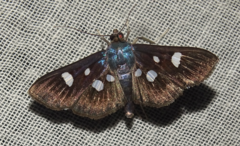 Rhagoba octomaculalis