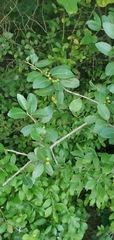 Ilex vomitoria