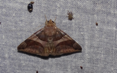 Bastilla arcuata