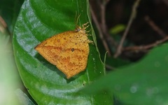 Tetragonus catamitus