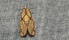 Barsilene pallinflexa