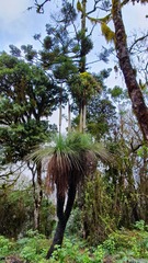 Xanthorrhoea glauca