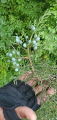 Juniperus