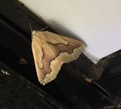 Sabulodes edwardsata