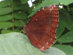 Elymnias hypermnestra