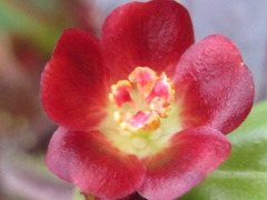 Jatropha gossypiifolia