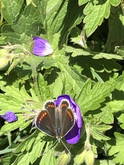 Aricia agestis