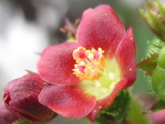 Jatropha gossypiifolia