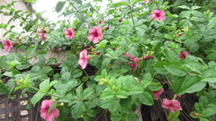 Allamanda blanchetii