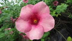 Allamanda blanchetii