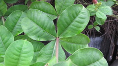 Allamanda blanchetii