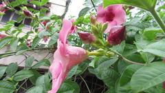 Allamanda blanchetii