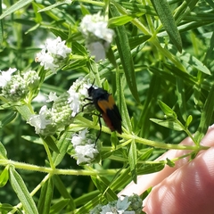 Macrosiagon flavipennis