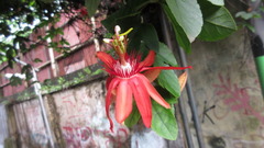 Passiflora