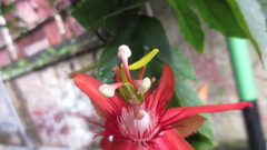 Passiflora