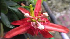 Passiflora