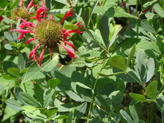 Bombus bimaculatus