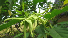 Cananga