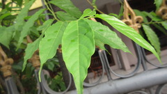 Cananga