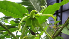 Cananga