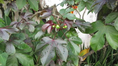 Jatropha gossypiifolia