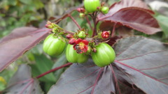 Jatropha gossypiifolia