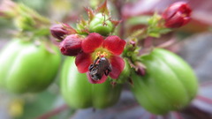 Jatropha gossypiifolia