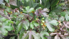 Jatropha gossypiifolia