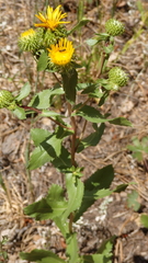 Grindelia subalpina