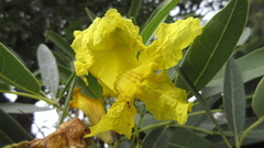 Tabebuia aurea
