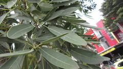 Tabebuia aurea