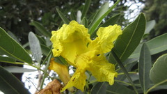 Tabebuia aurea