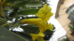 Tabebuia aurea