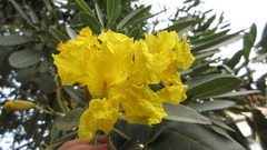 Tabebuia aurea