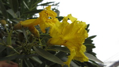 Tabebuia aurea