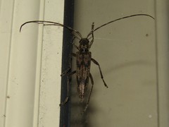 Elytrimitatrix undata