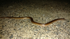 Carphophis amoenus amoenus