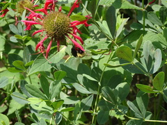 Bombus bimaculatus