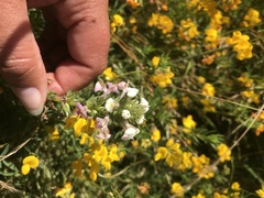 Triphysaria versicolor