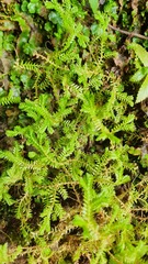 Selaginella brisbanensis