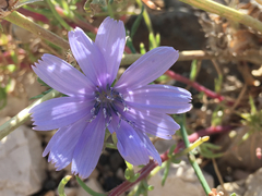 Cichorium pumilum