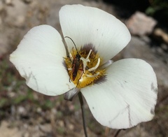 Neobellamira delicata