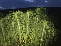 Helianthus salicifolius