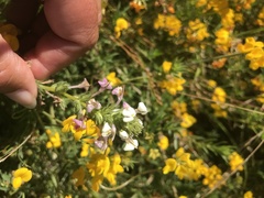 Triphysaria versicolor