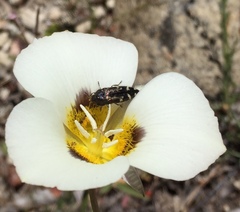 Acmaeodera