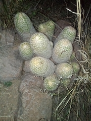 Escobaria chihuahuensis