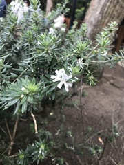 Westringia fruticosa