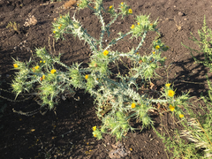 Scolymus maculatus