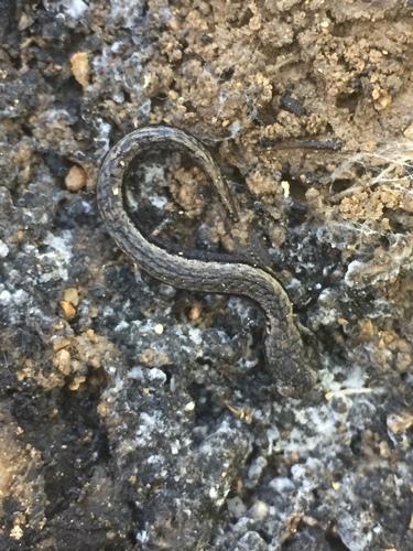 Channel Islands Slender Salamander