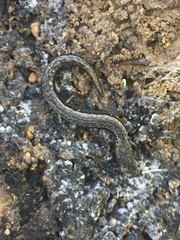 Channel Islands Slender Salamander photo 5